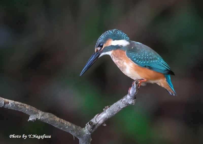 カワセミ ファイル:Common kingfisher, Tennōji Park, Osaka, December